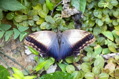 Theseus Morpho Feb 2022